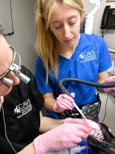 Cocker Spaniel Tooth Extraction Surgery at Cave Vets