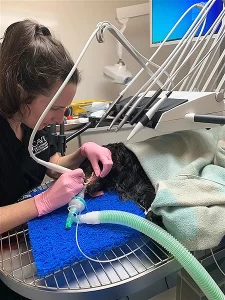 Tooth Extraction Operation at Cave Vets
