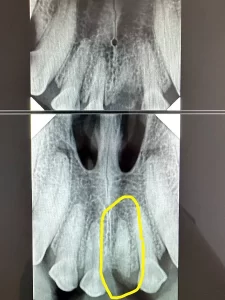 Tooth X-Ray for Jack at Cave Vets