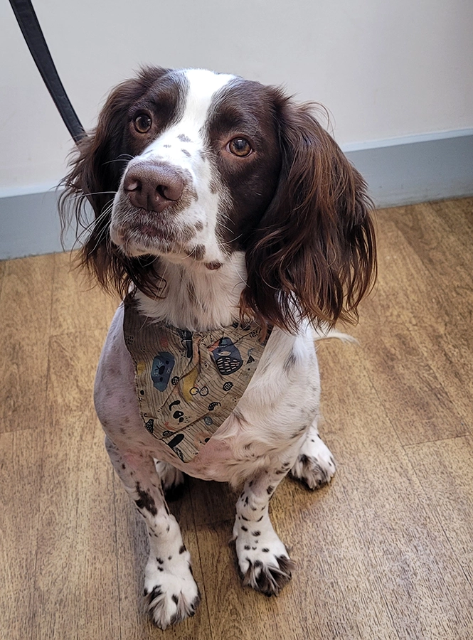 Springer Koda, fit again