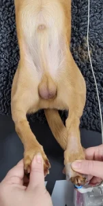 Milo's Limb Deformity Pre-Op at Cave Vets