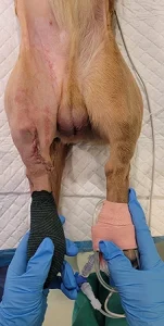 Milo's deformity corrected post-op at Cave Vets