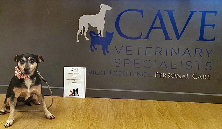 Brave dog Pixie at Cave Vets