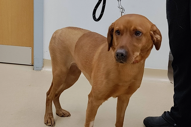 Labrador Ruby at Cave Vets