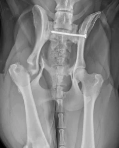XRay of Dog, Ruby at Cave Vets