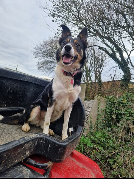 Border Collie Pearl on tractor following face rebuild from car accident