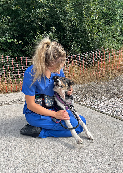 Border Collie Pearl with veterinary specialist at Cave Vets