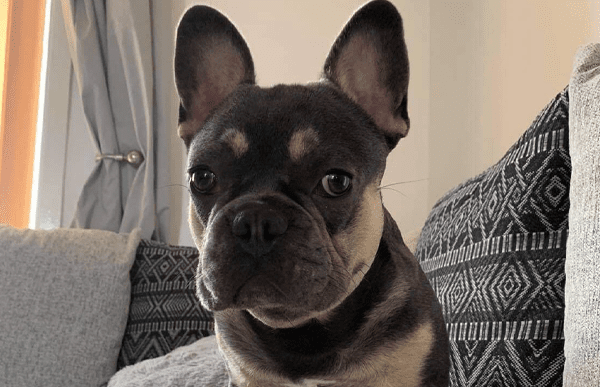 rocko-french-bulldog-cave-vets