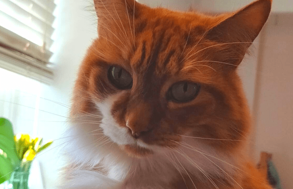 teddy-case-cat