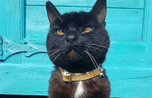 thea-cat