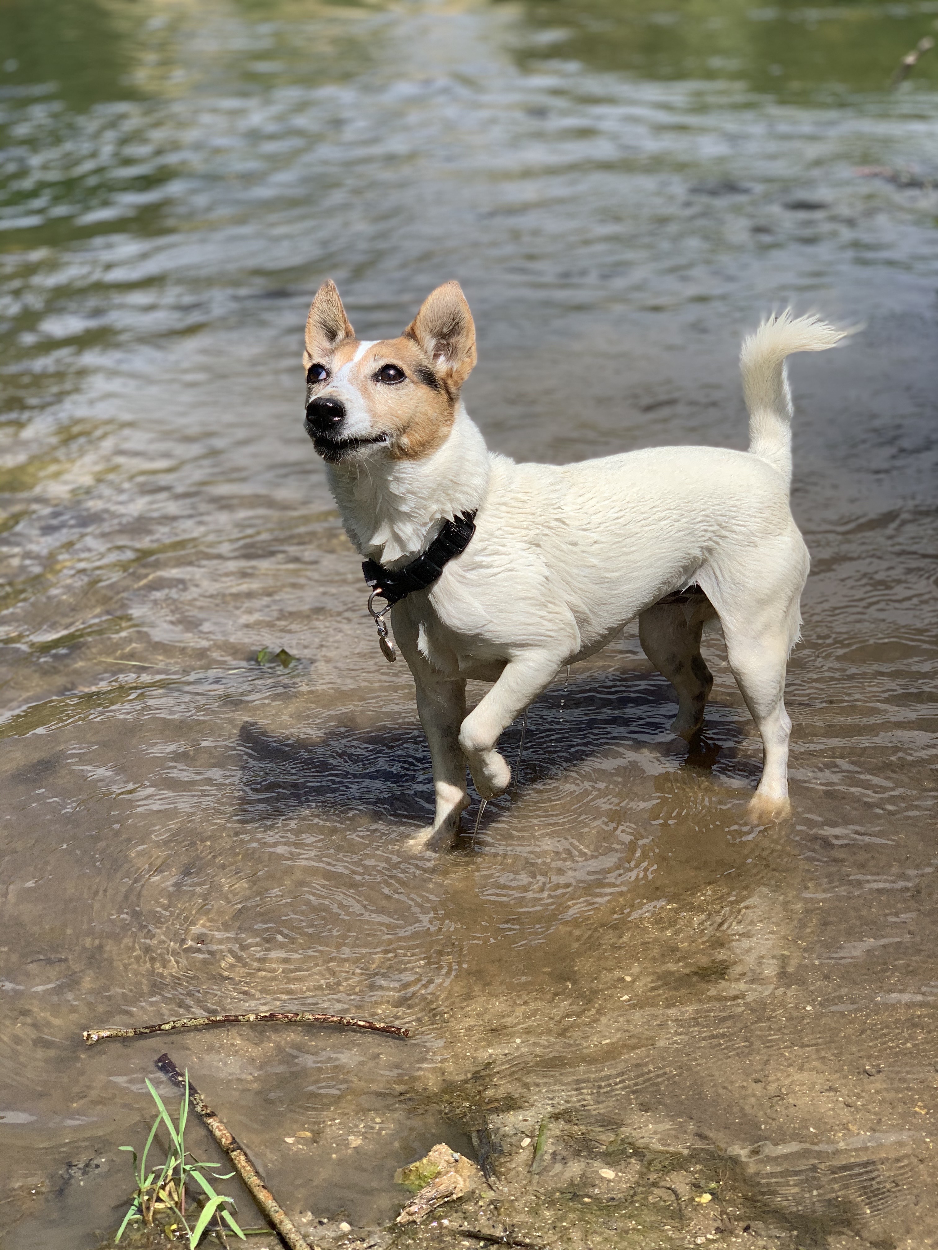 Tilly in a Lake