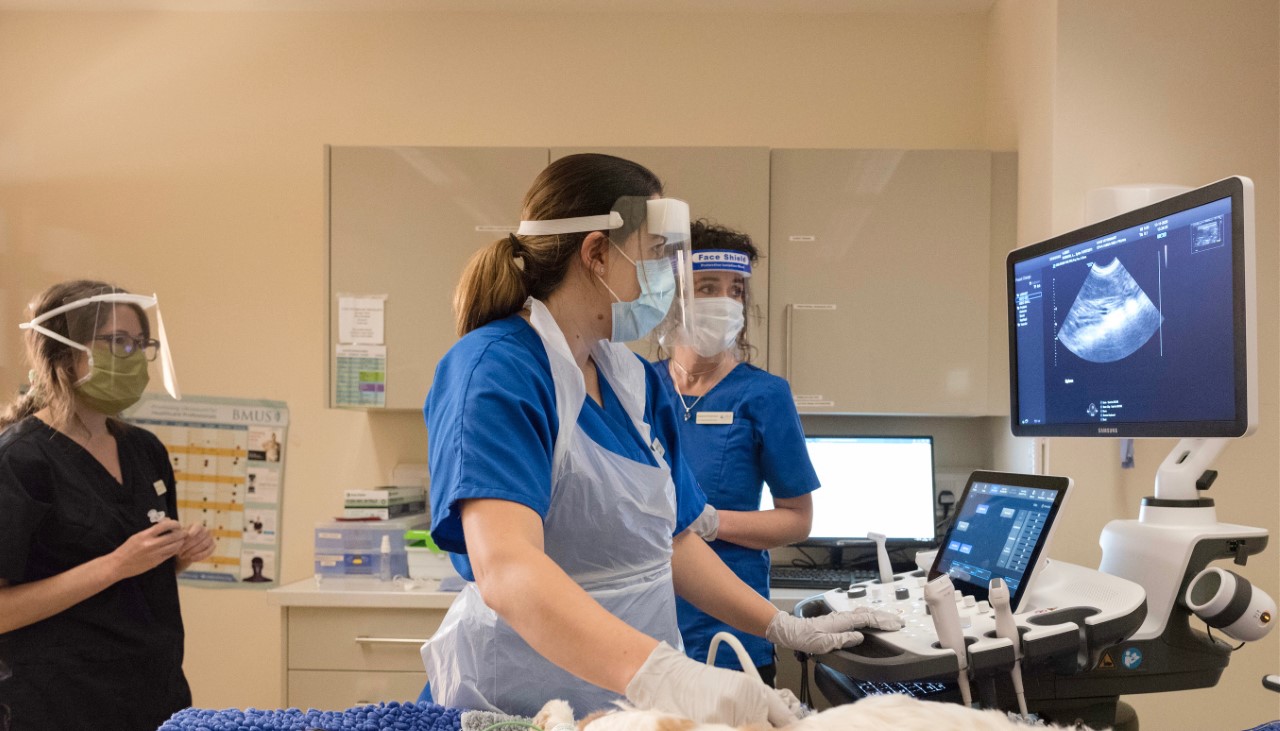 Veterinary Imaging