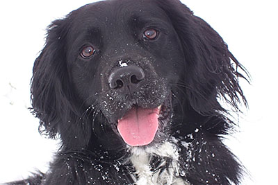 Ruby in the Snow