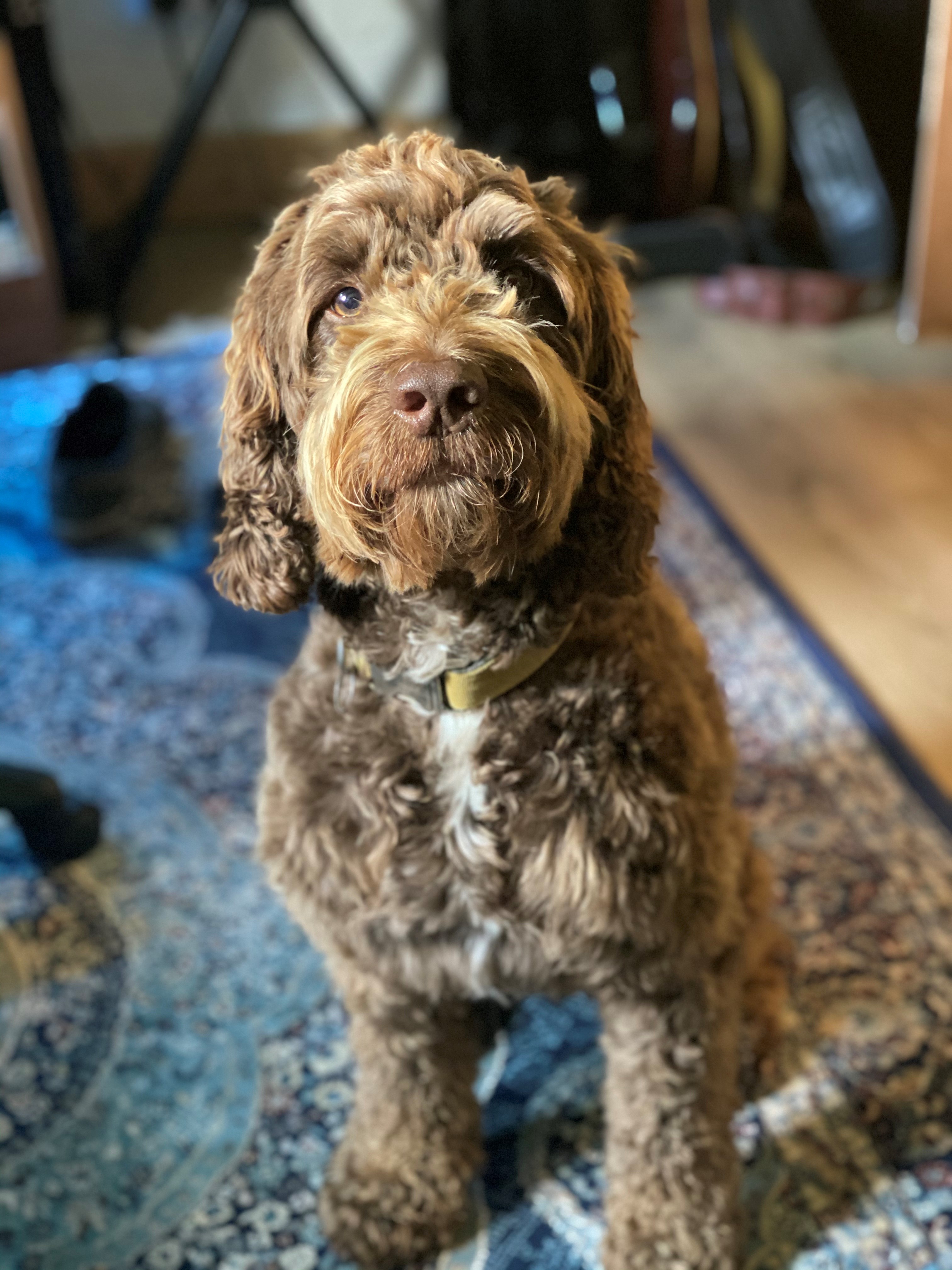 Teddy Sitting Down