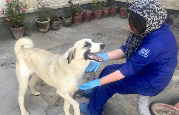 dog-rescued-from-afganistan