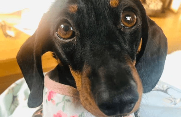 welly-dog