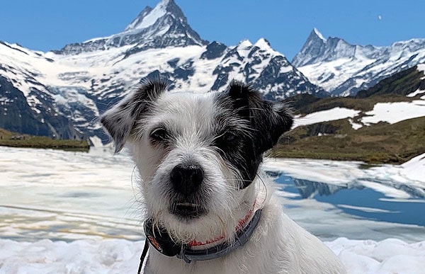 Daisy in Mountains