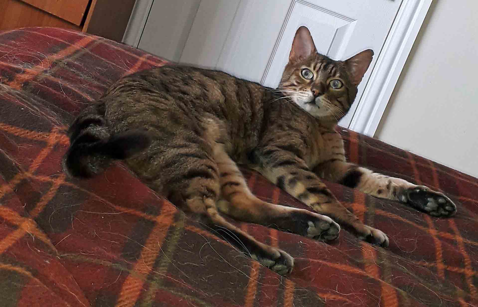 Genghis The Bengal Cat