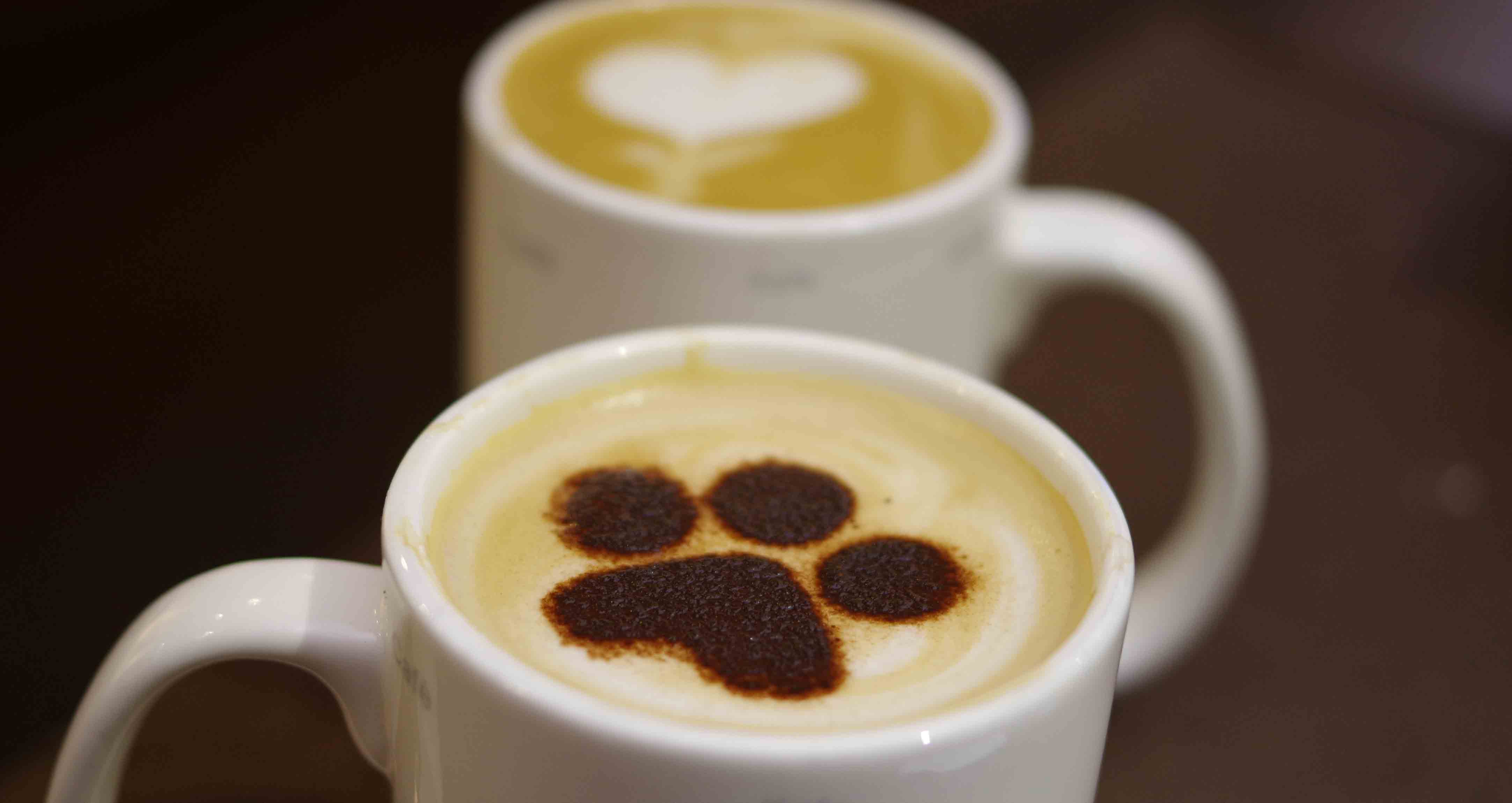 CPD Webinars at Cave Vet Specialists
