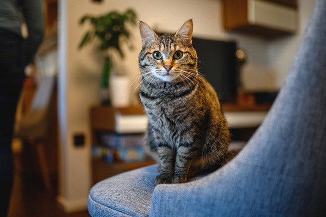 Cat Sitting on a Chair