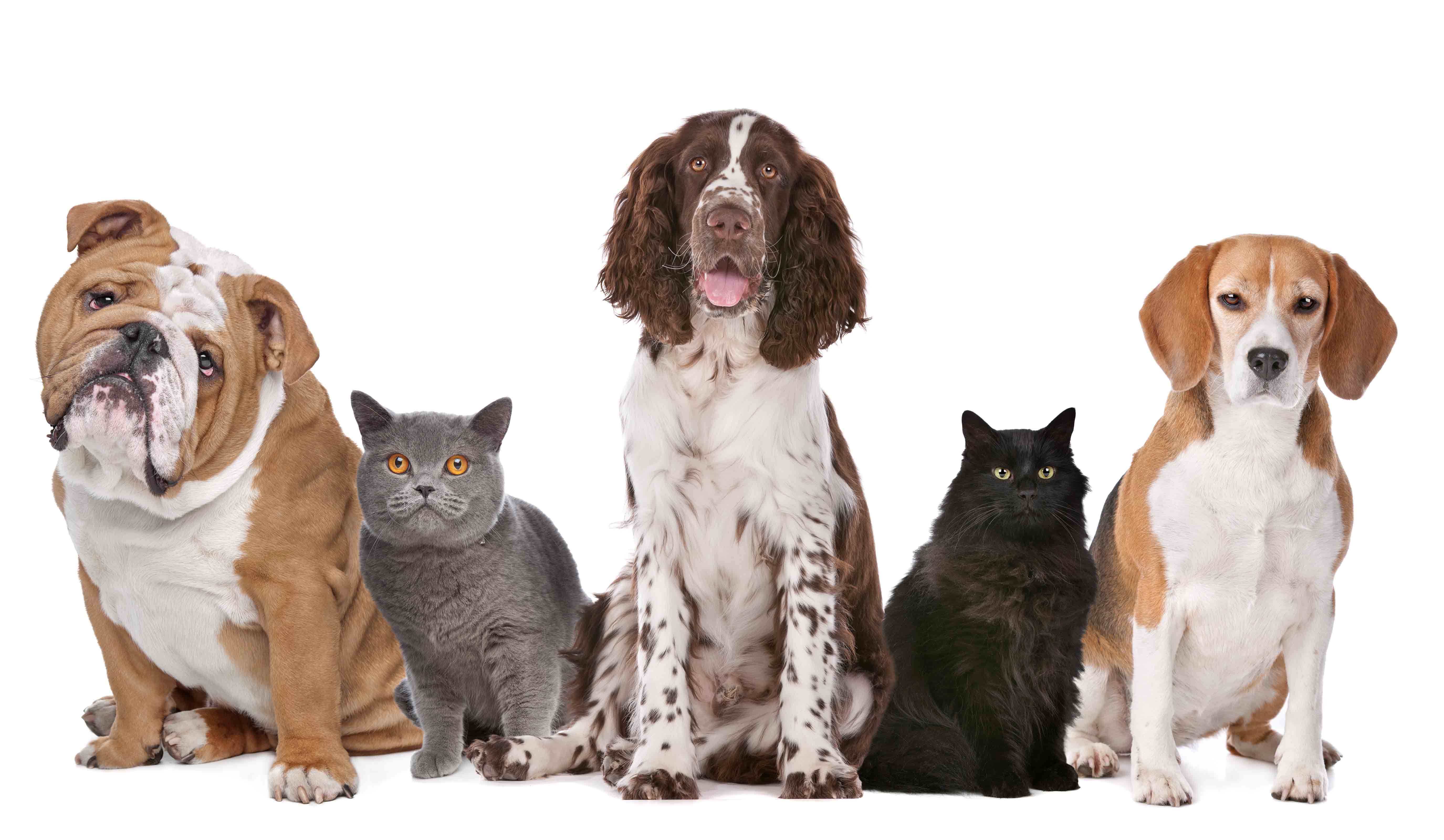 Notification of Our Veterinary Price Changes