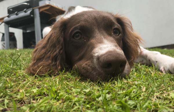 alfie-cave-vets