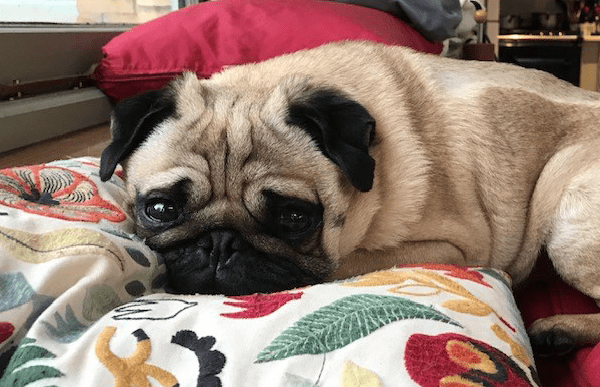 cave-vets-brachycephalic-spinal-op