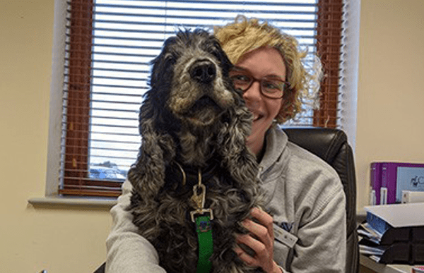 canine-lymphoma-treatment