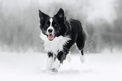 xmas-opening-hours-cave-referrals-vets