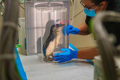 little blue penguin
