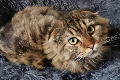 atlas the cat recovers from deadly disease thanks to cave vet specialists in bristol