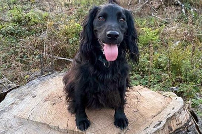 cocker-spaniel-jack-tooth-removal-thumb