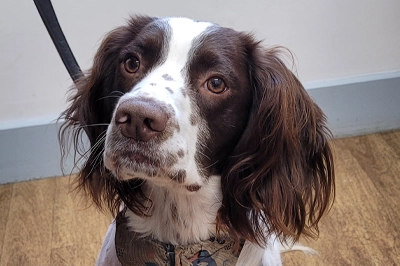 thumb-springer-koda-cave-vets