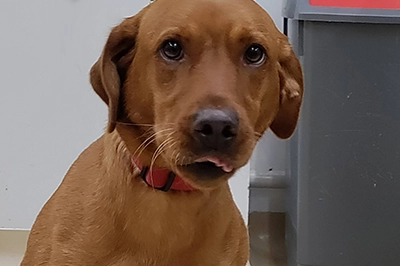 labrador-ruby-cave-vets