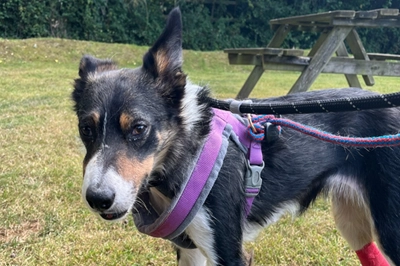 Sheep dog's face rebuilt following car accident