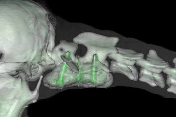 Neurological vet specialist