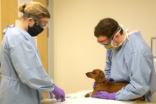 Veterinary Chemotherapy Services in Swansea