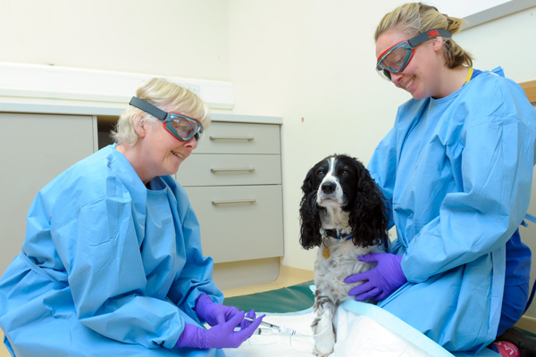 Veterinary Oncology in Newport
