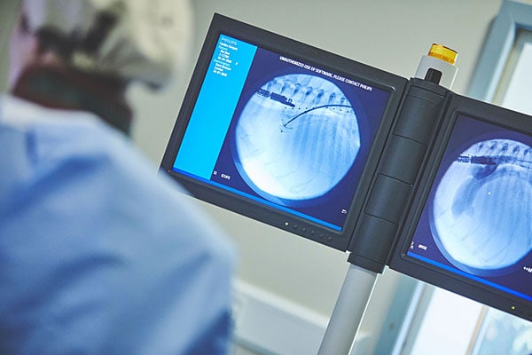 Veterinary services in Swansea