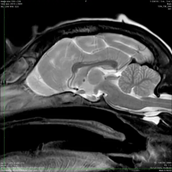 neurology and neurosurgery services at Cave Vets