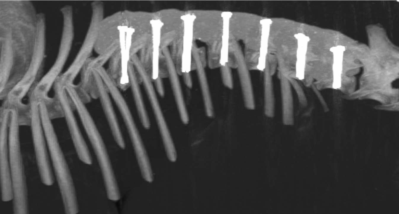 congenital vertebral malformations in dogs Treatment and prognosis Cave Vet Specialists 