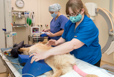 Cardiac Auscultation for Veterinary Nurses