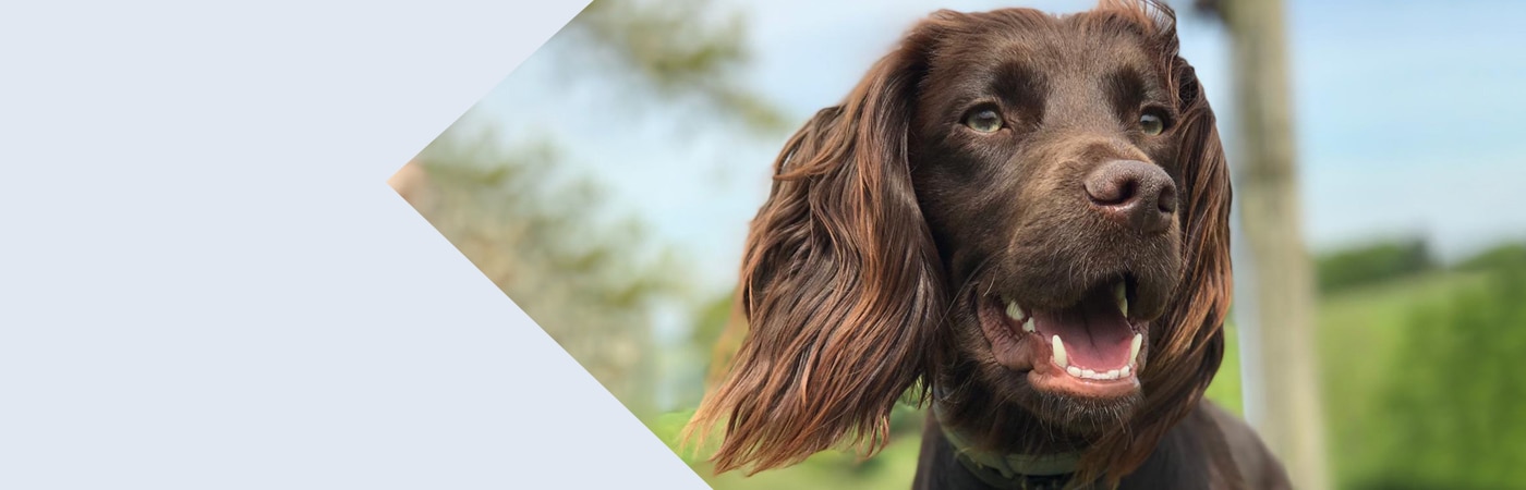 Vet Referral Centre in Somerset | Cave Veterinary Specialists
