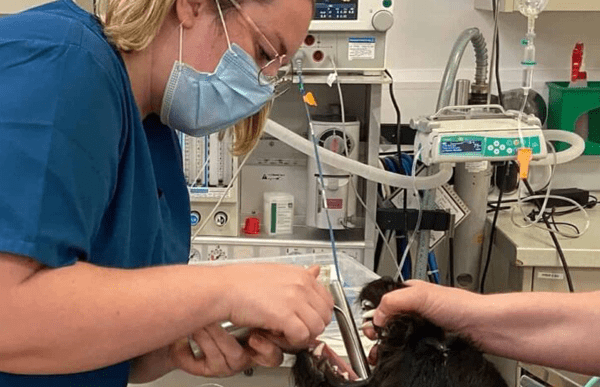 cave-vets-nurse-development