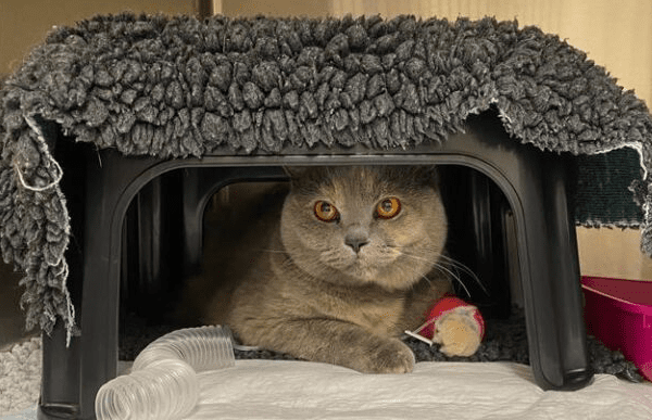 cat-friendly-clinic-cave-vets