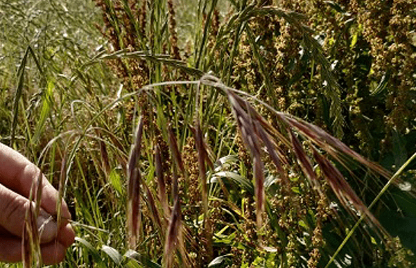 grass-seeds-dangers-cave-vets