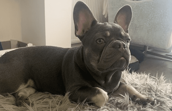 puppy-saved-cave-vets