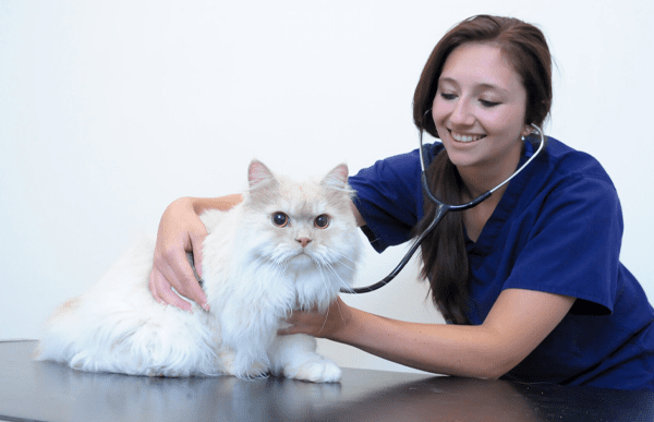 nurse-eliza-veterinary-nurse