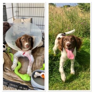 Alfie Post Surgery and Now