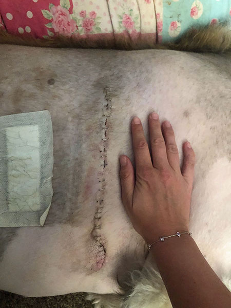 Yogi’s Scar After Heart Surgery